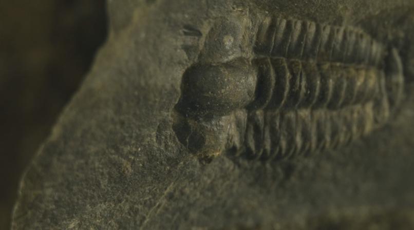 Obrázek reference